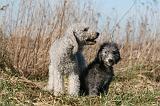 BEDLINGTON TERRIER 155
